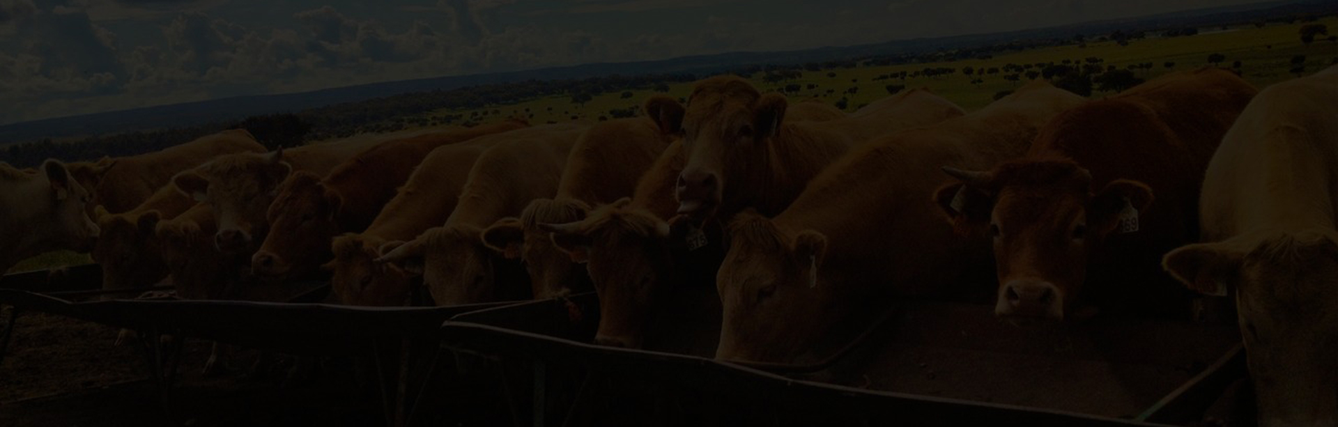 Alpha Nutrição Animal - Produtos