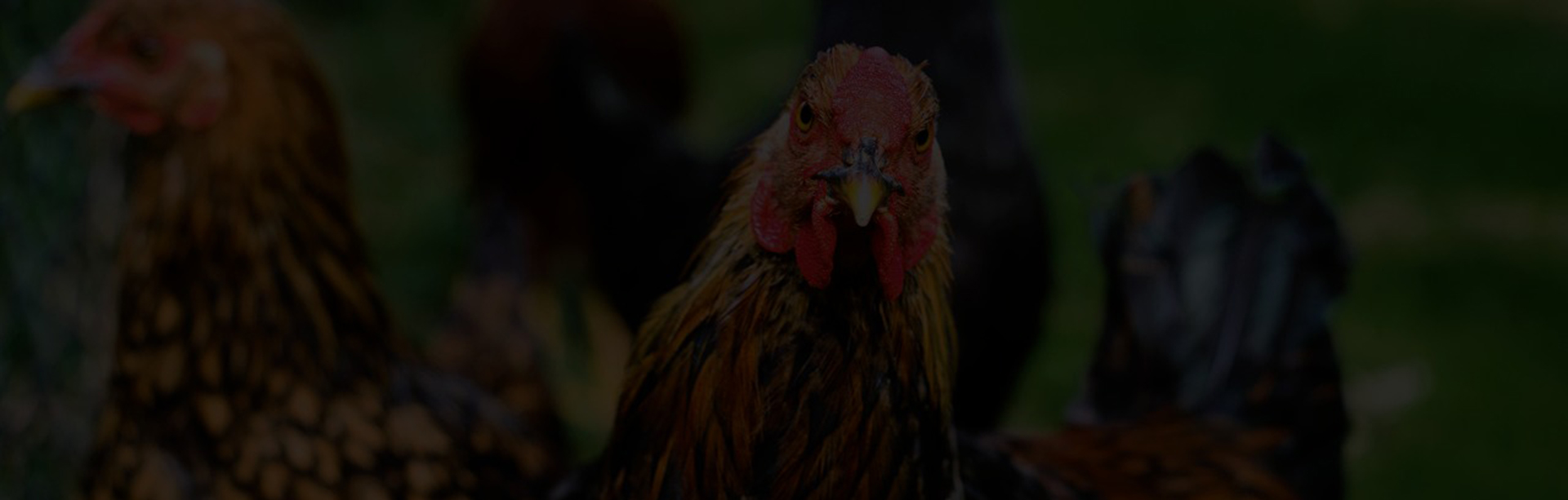 Alpha Nutrição Animal - Produtos