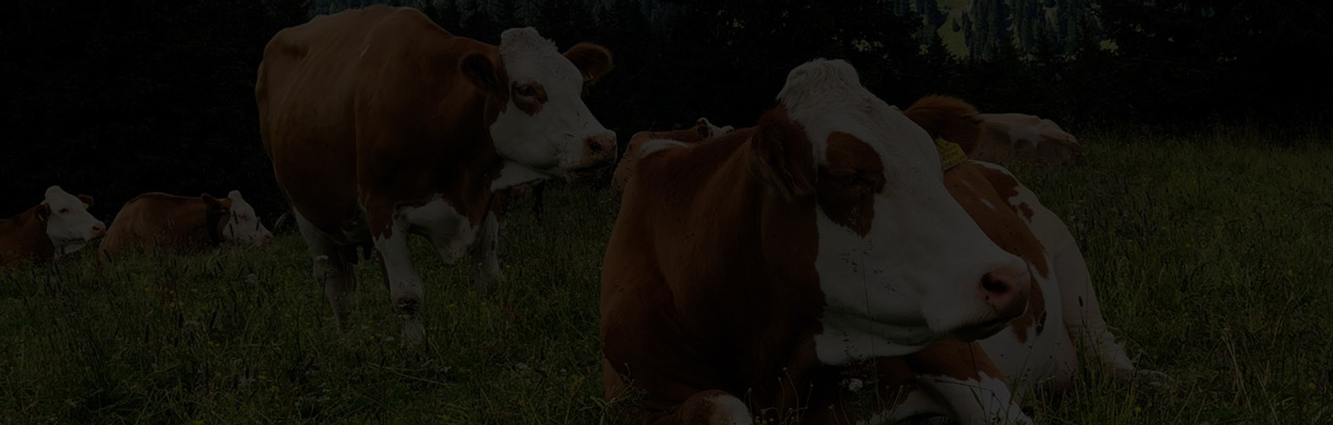 Alpha Nutrição Animal - Produtos