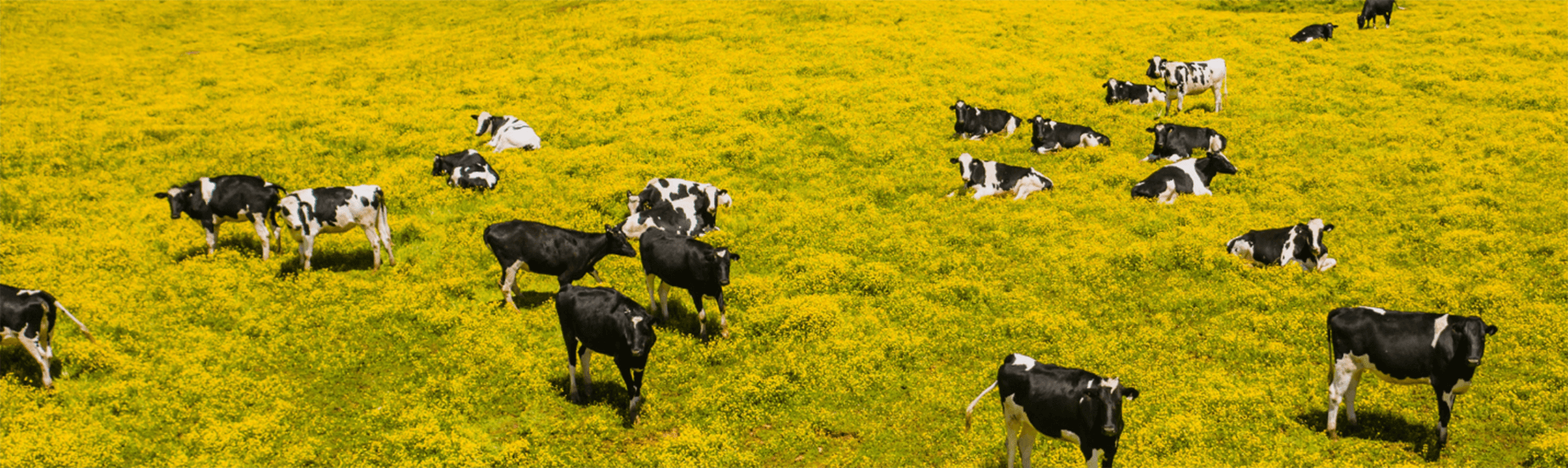 Alpha Nutrição Animal - Quem Somos